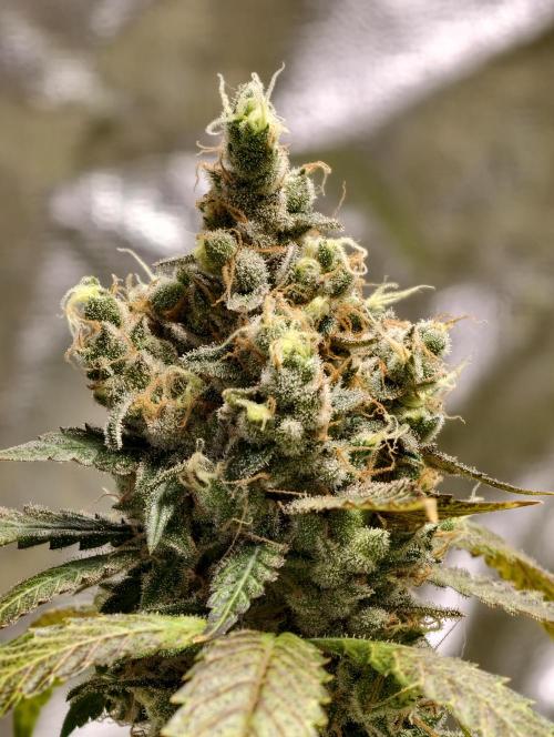 F025 Dutch Passion test strain. Week 12