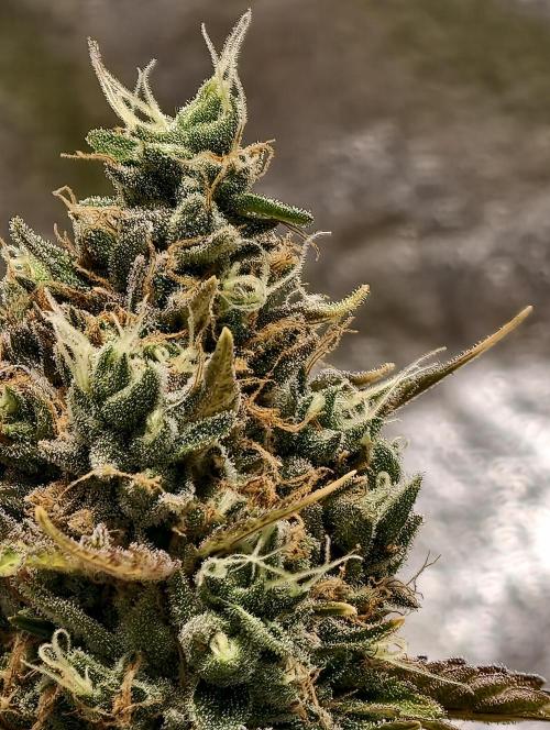 F026 Dutch Passion test strain. Week 12