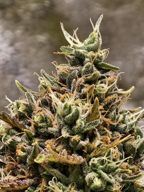 F026 Dutch Passion test strain. Week 12