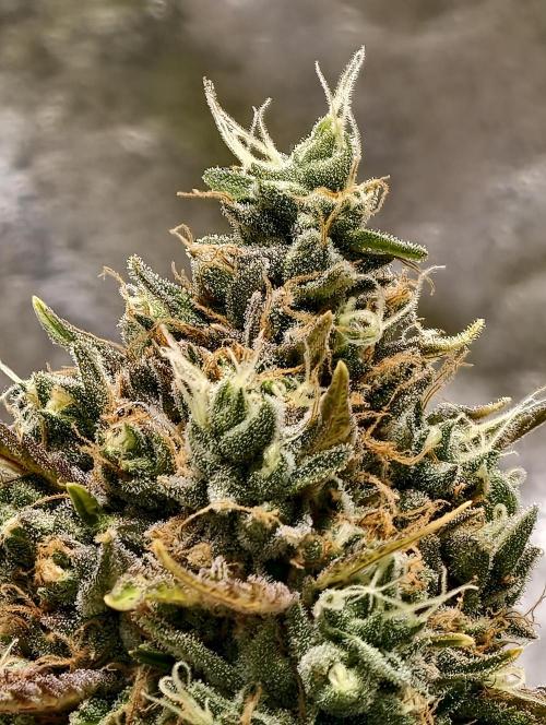 F026 Dutch Passion test strain. Week 12