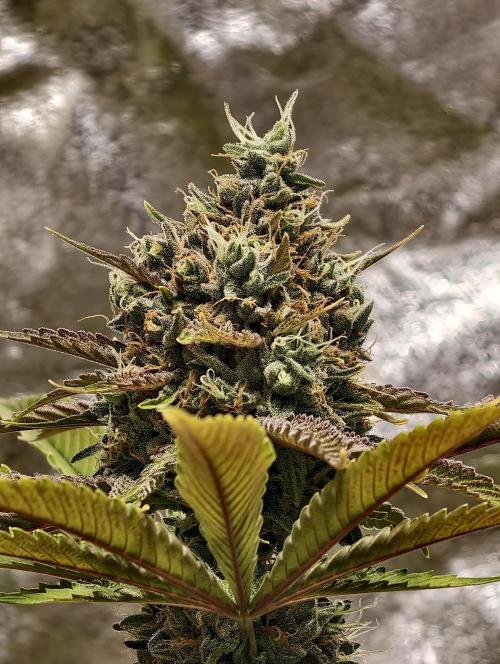 F026 Dutch Passion test strain. Week 12