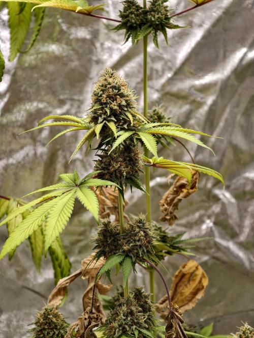 F026 Dutch Passion test strain. Week 12