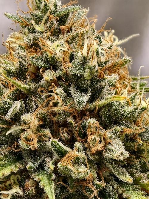 F026 Dutch Passion test strain. Week 12