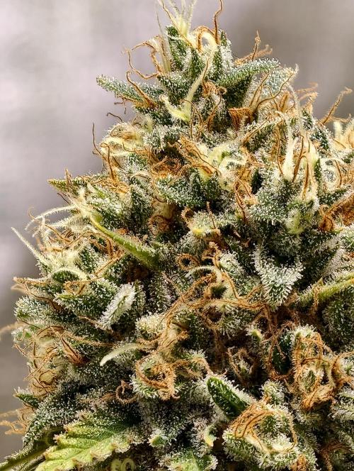 F026 Dutch Passion test strain. Week 12
