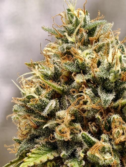 F026 Dutch Passion test strain. Week 12