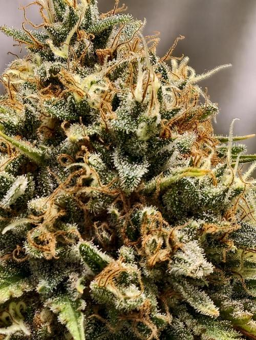 F026 Dutch Passion test strain. Week 12