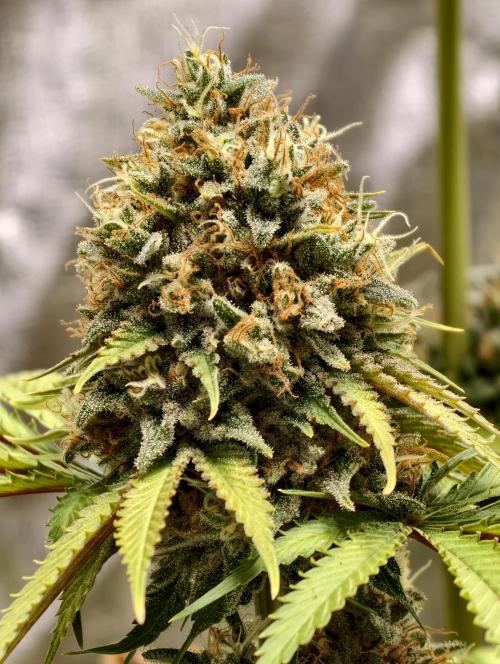 F026 Dutch Passion test strain. Week 12