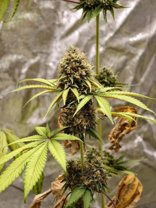 F026 Dutch Passion test strain. Week 12