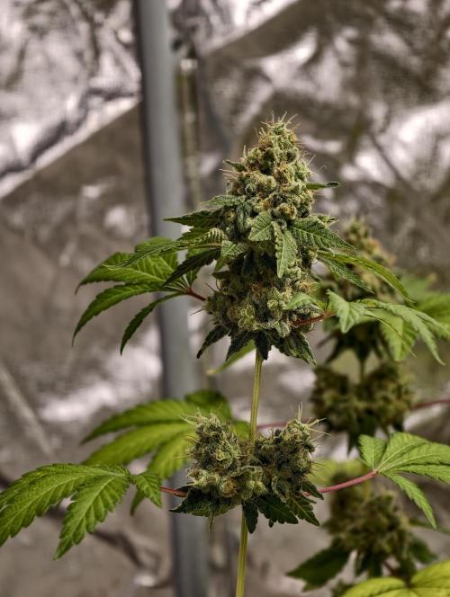 F027 Dutch Passion test strain. Week 12