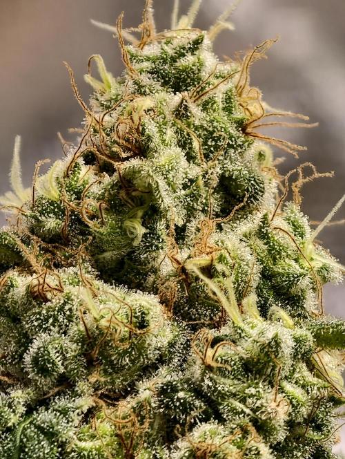 F027 Dutch Passion test strain. Week 12