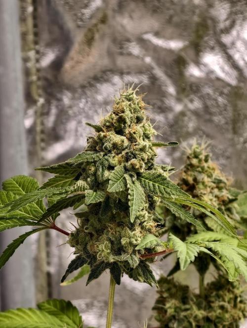 F027 Dutch Passion test strain. Week 12