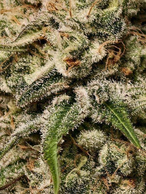 F028 Dutch Passion test strain. Week 12