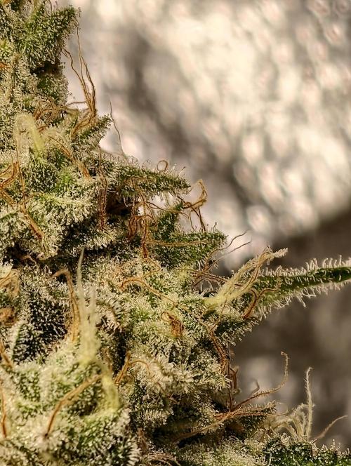 F028 Dutch Passion test strain. Week 12