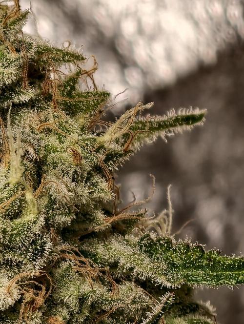 F028 Dutch Passion test strain. Week 12