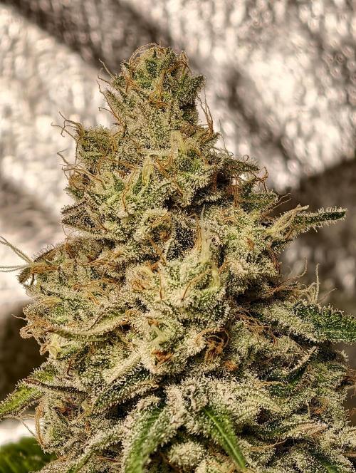 F028 Dutch Passion test strain. Week 12