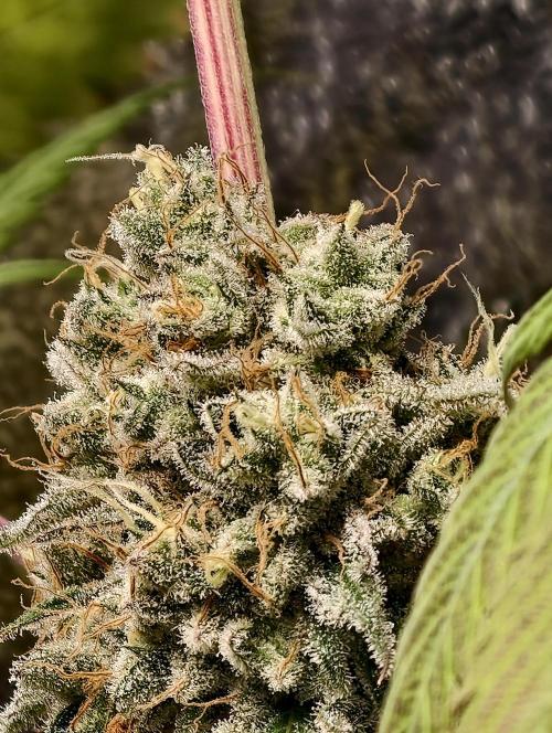 F028 Dutch Passion test strain. Week 12