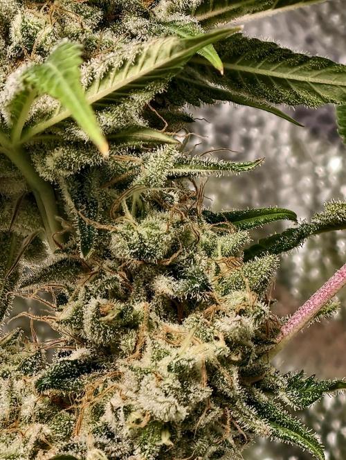 F028 Dutch Passion test strain. Week 12