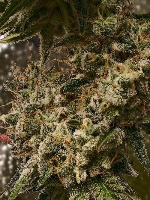 F028 Dutch Passion test strain. Week 12