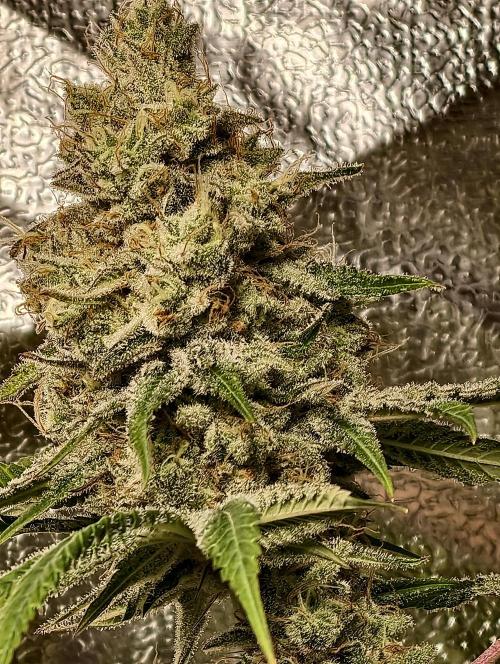 F028 Dutch Passion test strain. Week 12