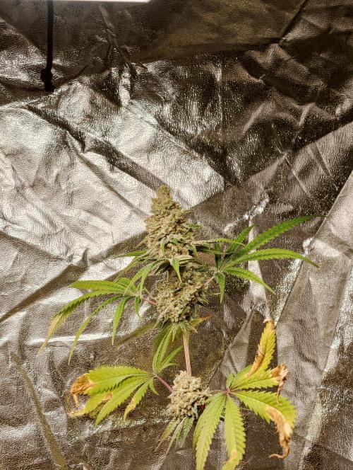 F028 Dutch Passion test strain. Week 12