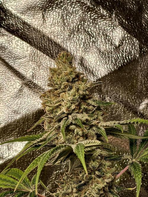 F028 Dutch Passion test strain. Week 12