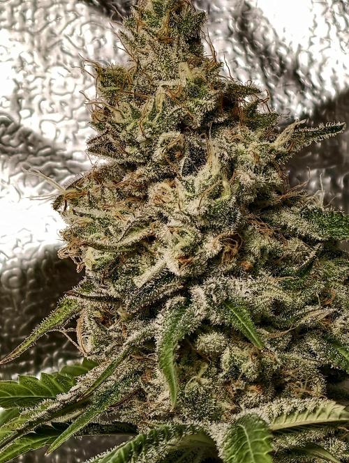 F028 Dutch Passion test strain. Week 12