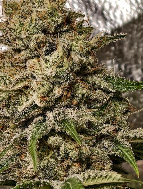 F028 Dutch Passion test strain. Week 12