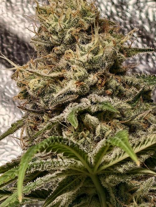 F028 Dutch Passion test strain. Week 12