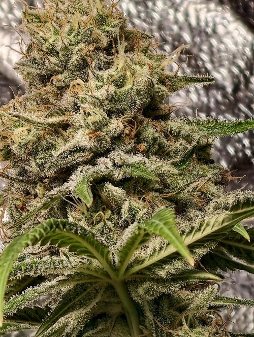 F028 Dutch Passion test strain. Week 12