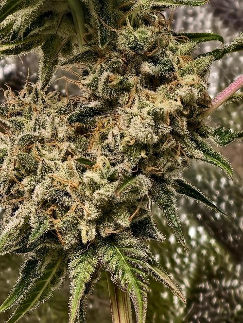 F028 Dutch Passion test strain. Week 12
