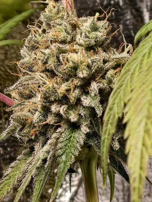 F028 Dutch Passion test strain. Week 12
