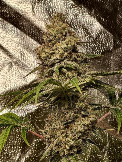 F028 Dutch Passion test strain. Week 12
