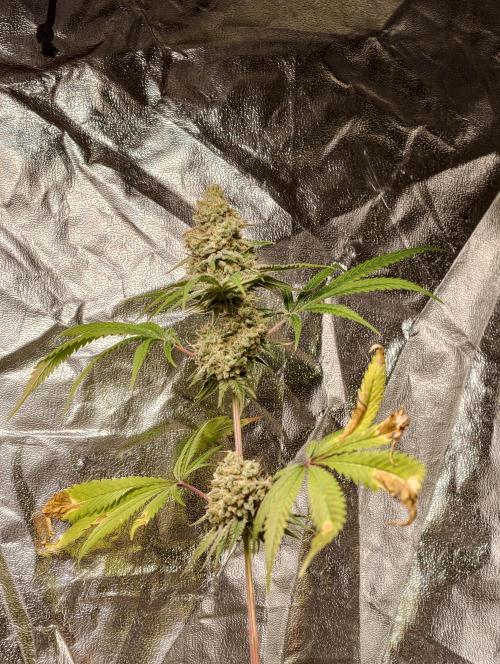 F028 Dutch Passion test strain. Week 12