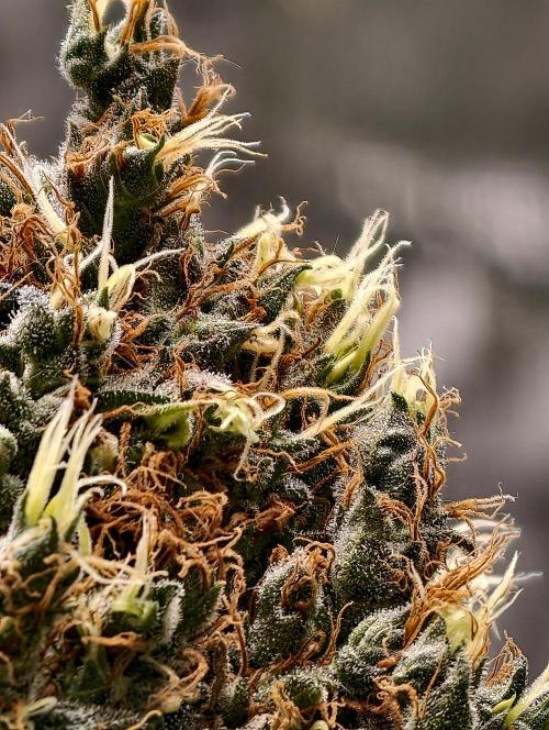 Orange Biscuit. Week 13