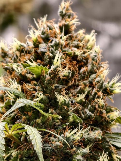Orange Biscuit. Week 13