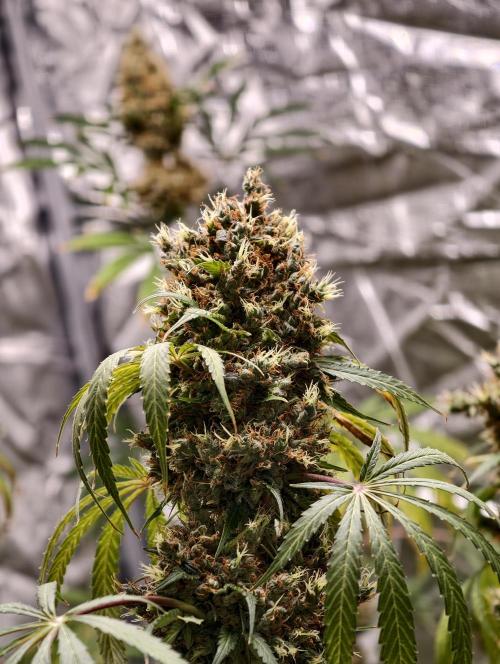 Orange Biscuit. Week 13