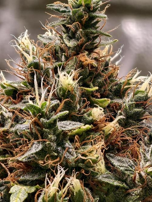 Orange Biscuit. Week 13