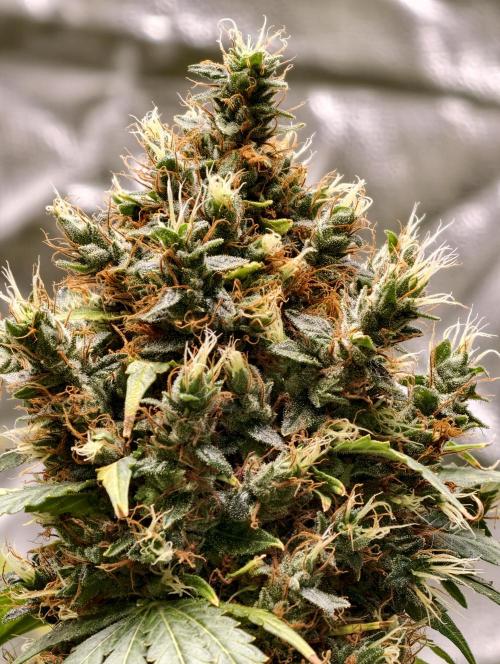 Orange Biscuit. Week 13
