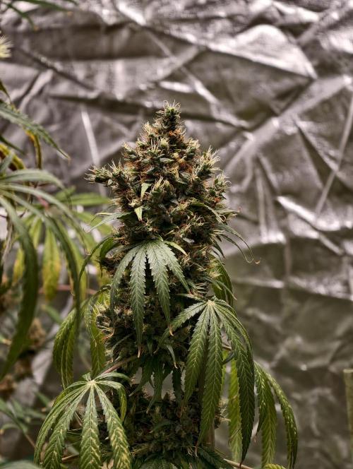 Orange Biscuit. Week 13