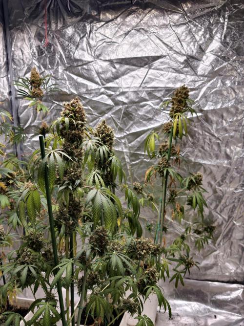 Orange Biscuit. Week 13