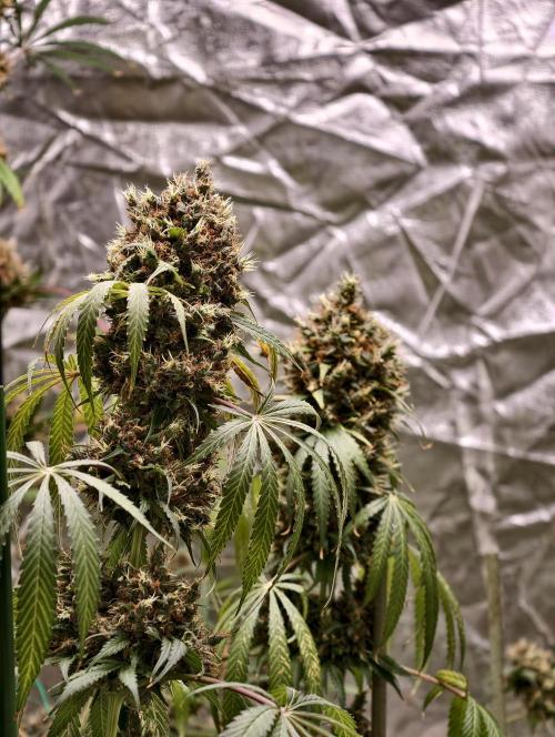 Orange Biscuit. Week 13