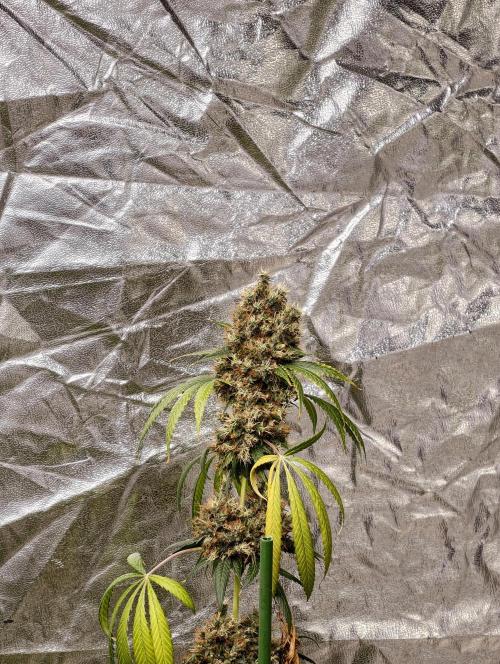 Orange Biscuit. Week 13