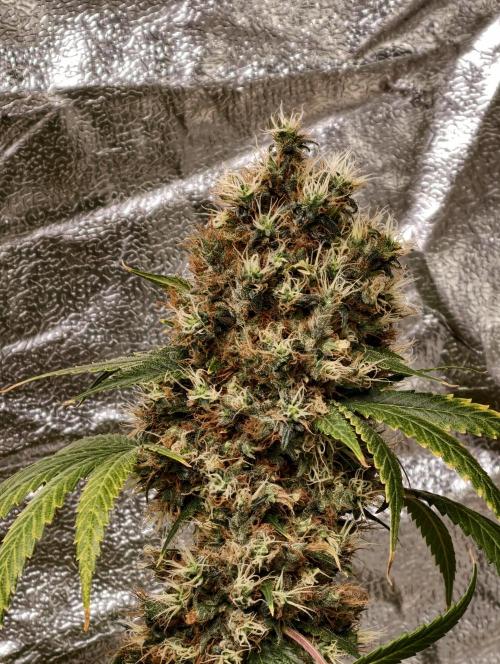 Orange Biscuit. Week 13
