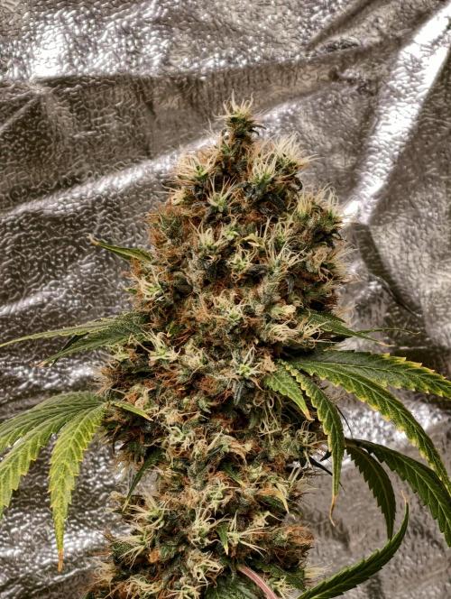 Orange Biscuit. Week 13
