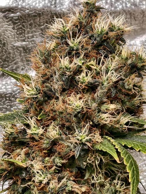 Orange Biscuit. Week 13