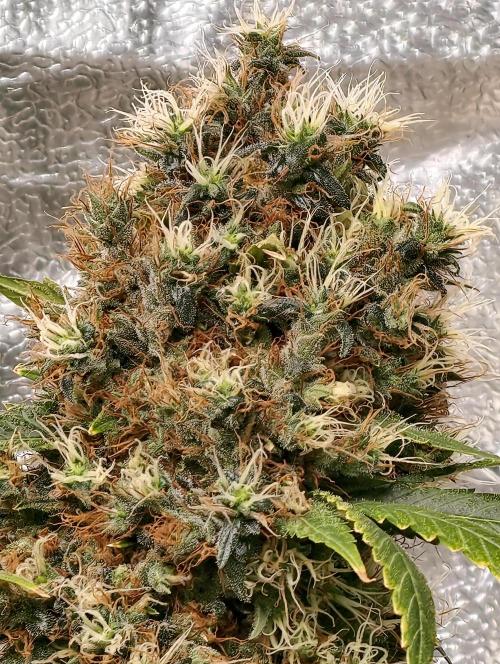 Orange Biscuit. Week 13