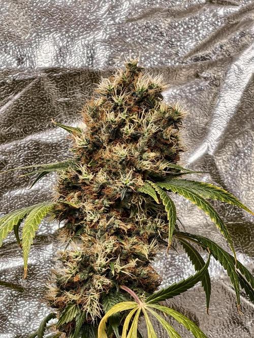 Orange Biscuit. Week 13