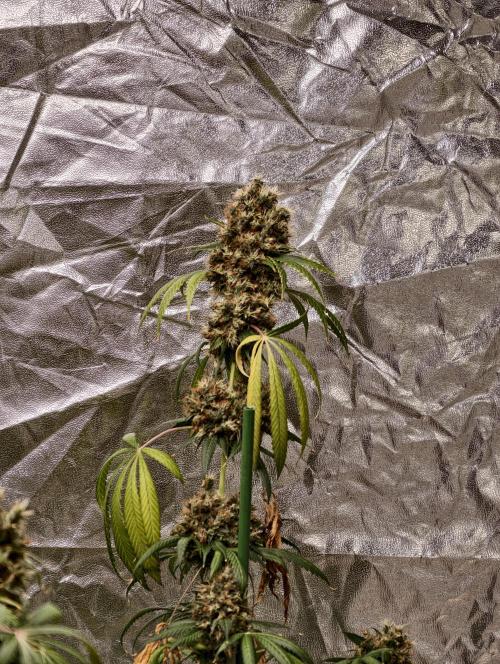 Orange Biscuit. Week 13