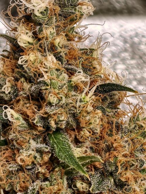 Poison cookies. Week 13