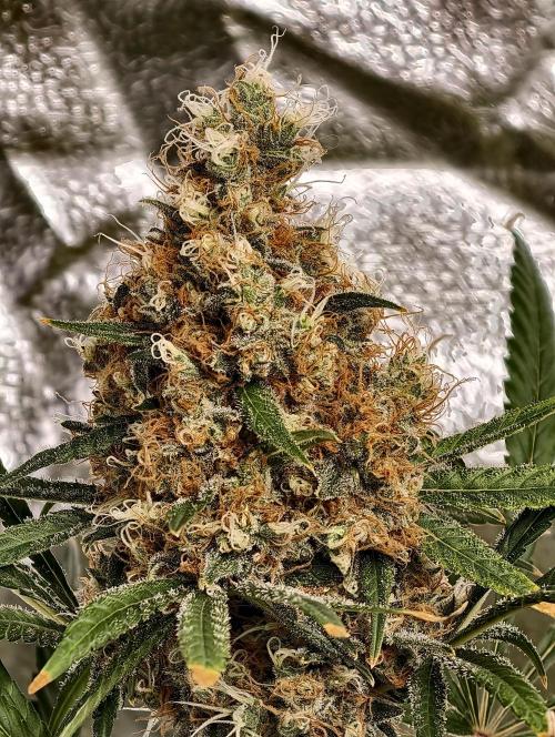 Poison cookies. Week 13
